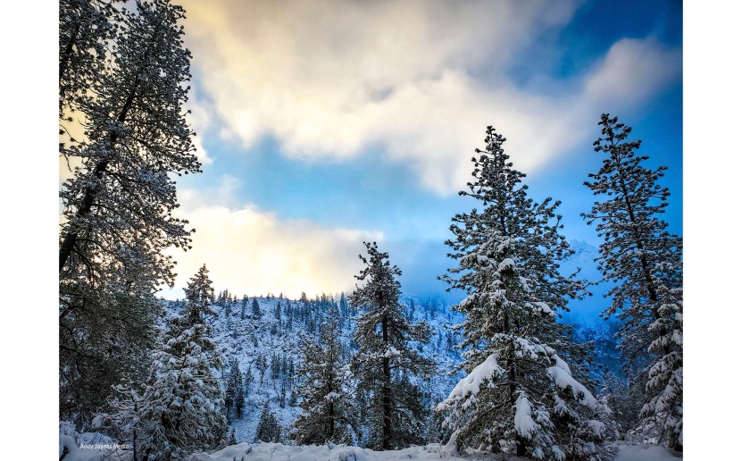 Early Dec Snowy Trees - Dec 2019