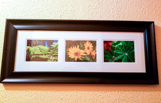 Set of 3 Close-Up Plants, 5x7 prints, white matte, black frame - 2014-2016